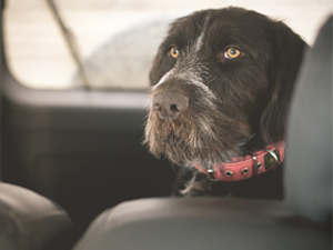 Dog Car Boot 300x225