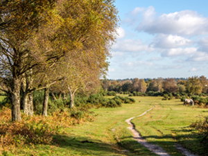 New Forest Broadley 300x225